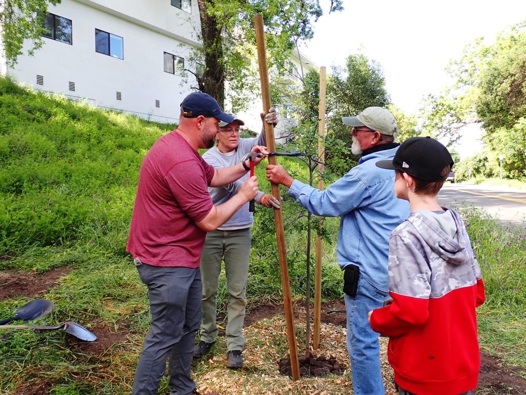 Securing the ties to support the tree.